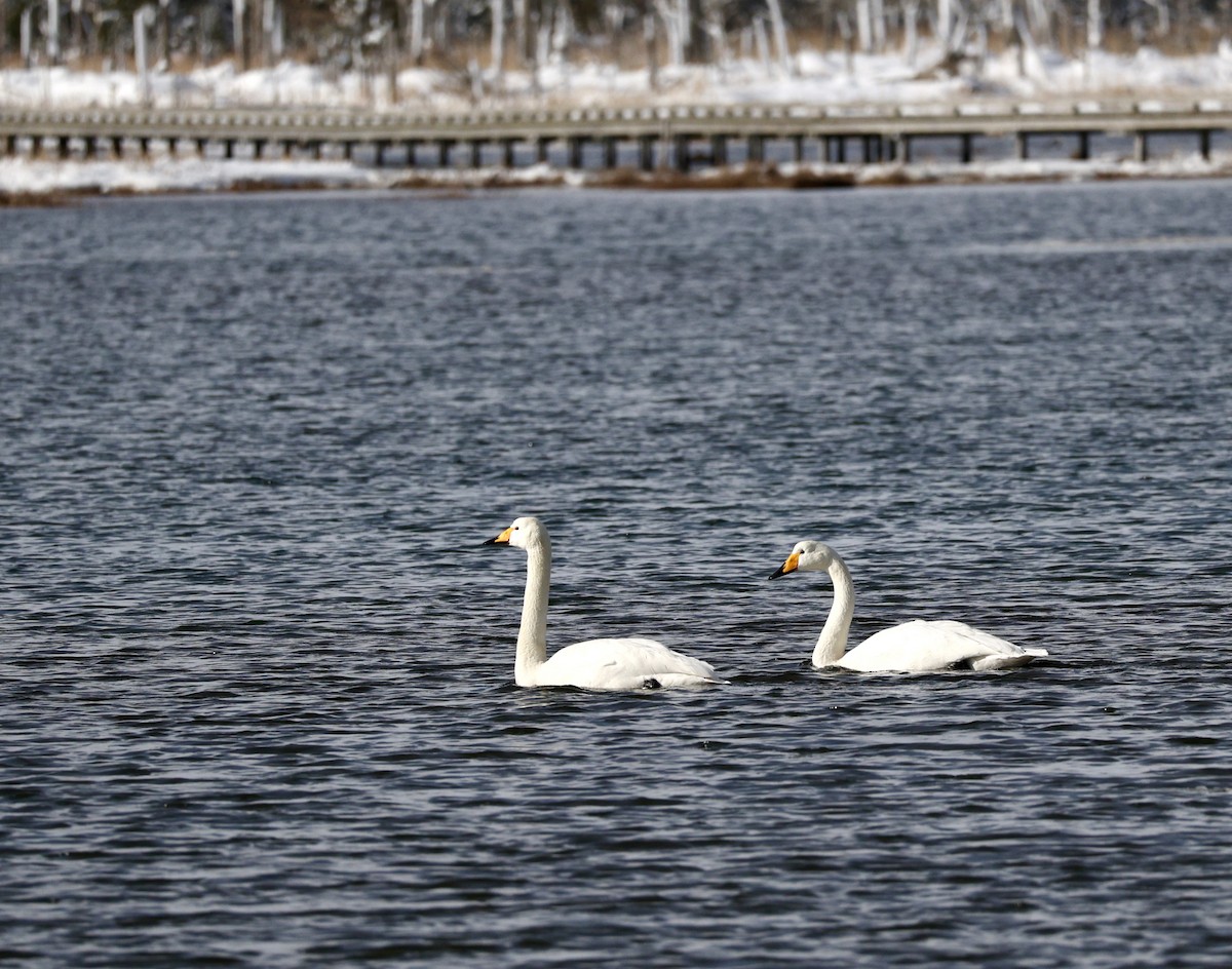 sangsvane - ML645115178