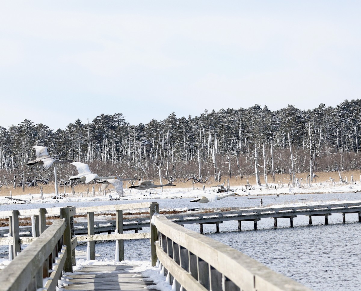 sangsvane - ML645115179