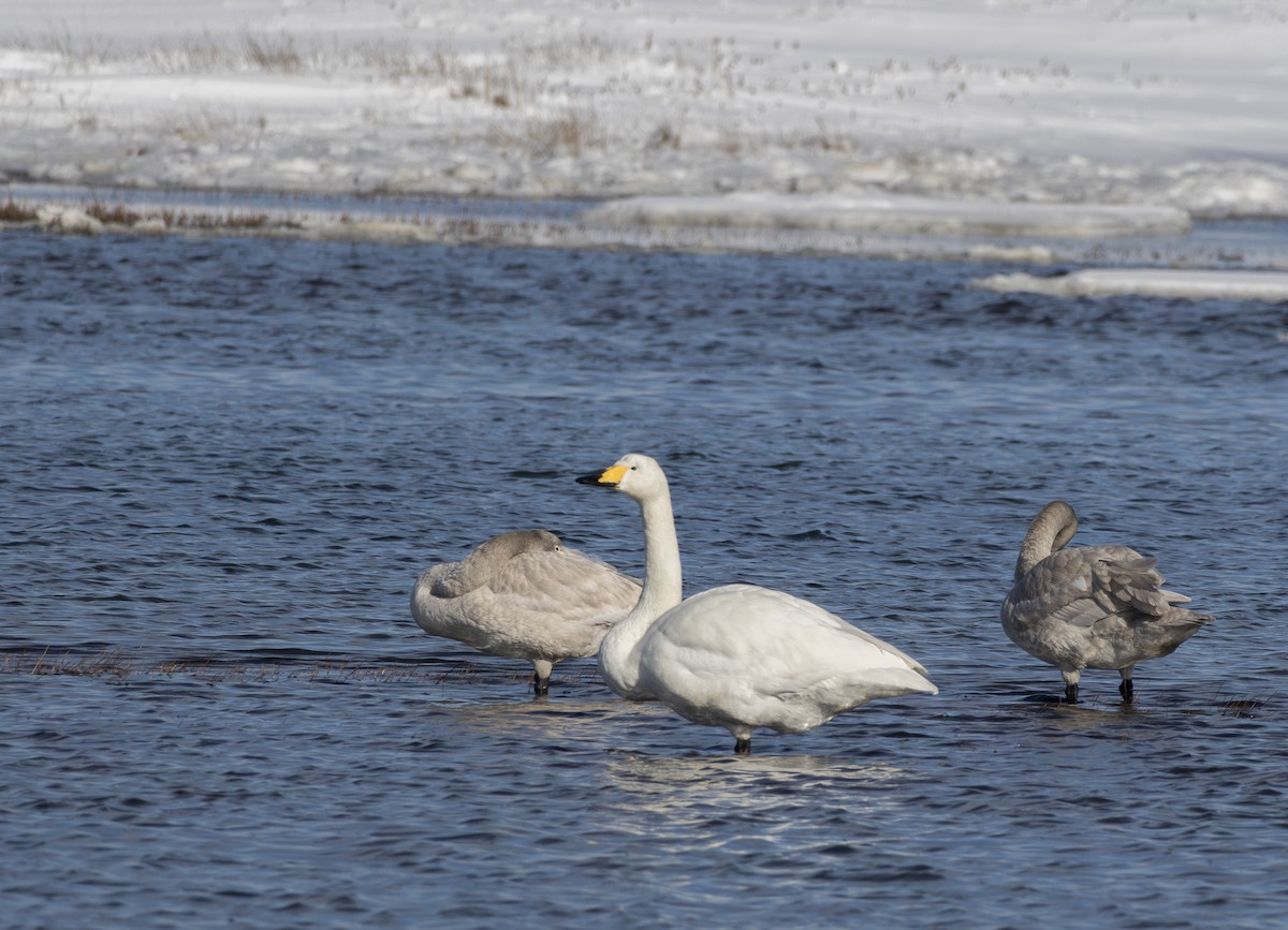 sangsvane - ML645115180