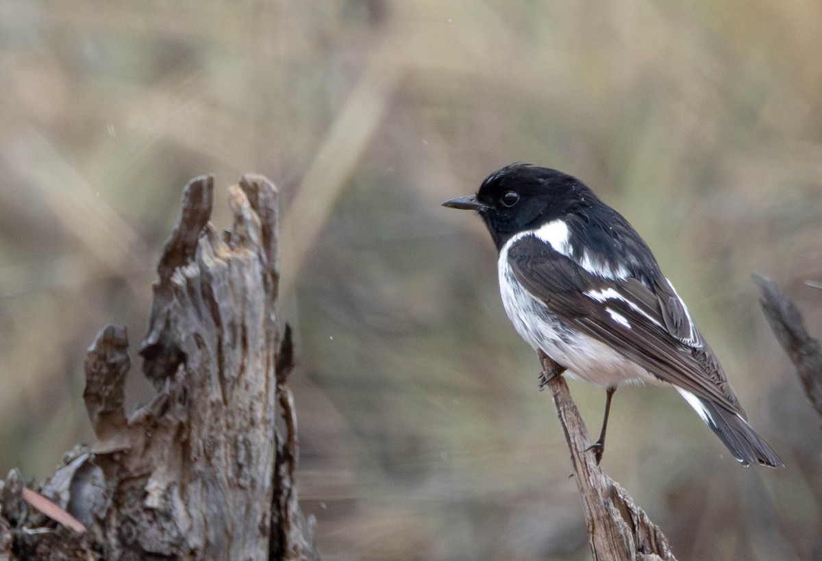 Hooded Robin - ML645115181