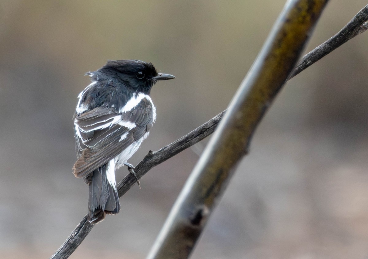 Hooded Robin - ML645115182