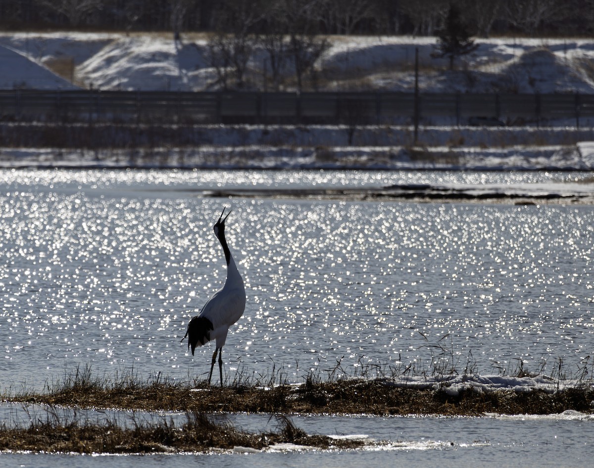 japantrane - ML645115188