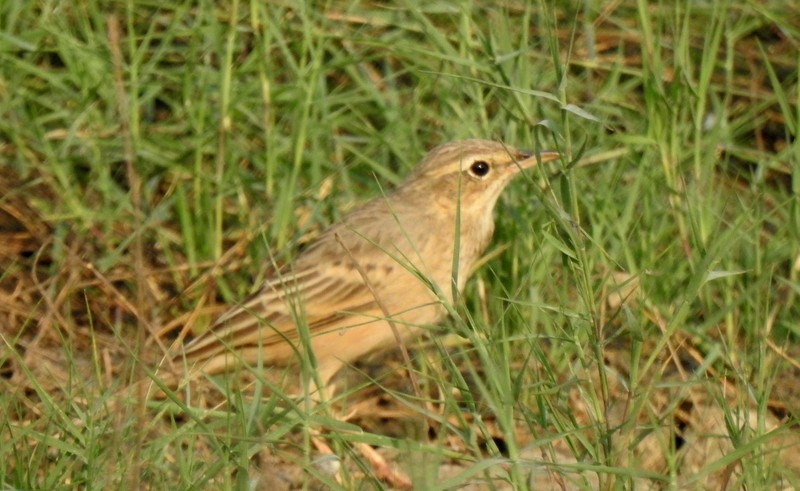 Длинноклювый конёк - ML645115200