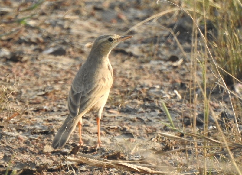 Длинноклювый конёк - ML645115201