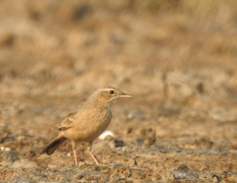 Длинноклювый конёк - ML645115202