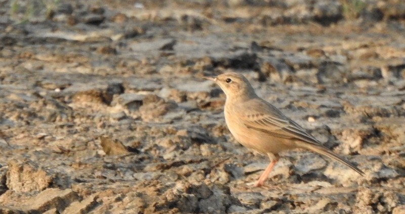 Длинноклювый конёк - ML645115203