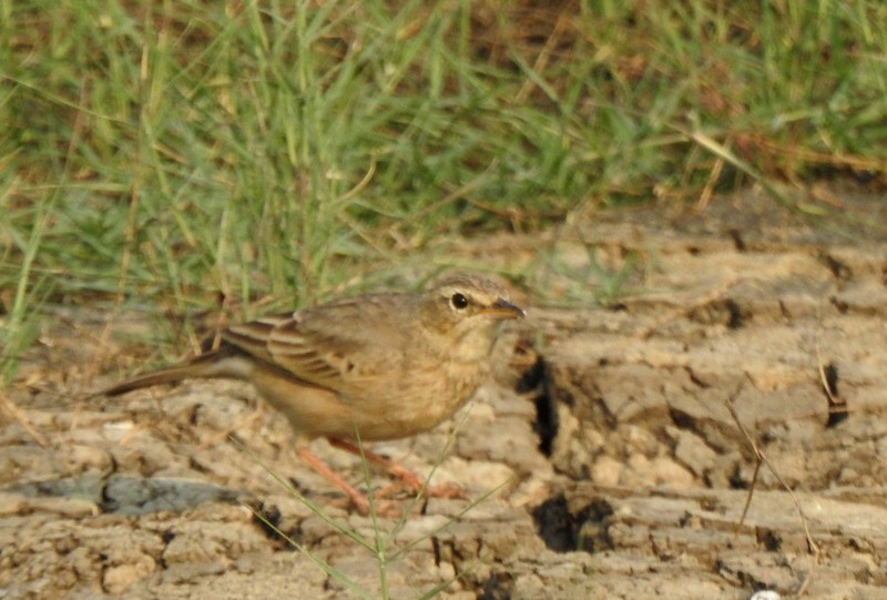 Длинноклювый конёк - ML645115204