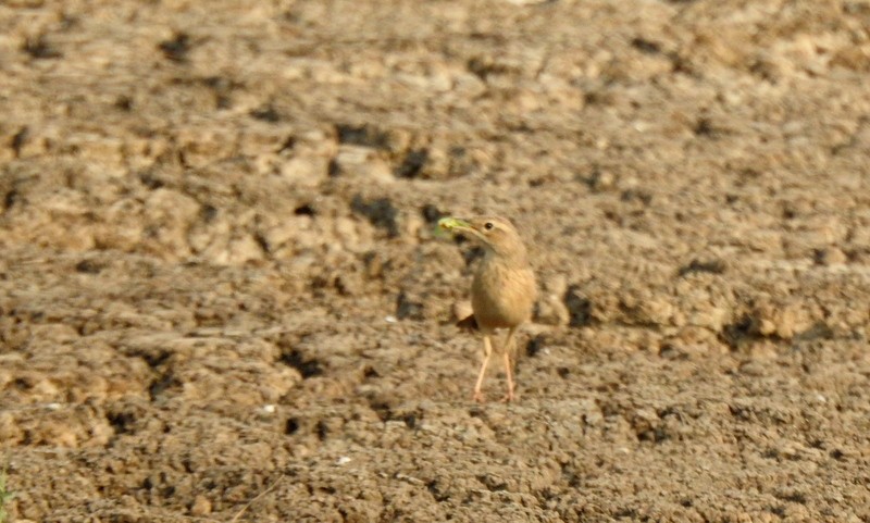 Длинноклювый конёк - ML645115205