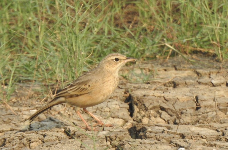 Длинноклювый конёк - ML645115206