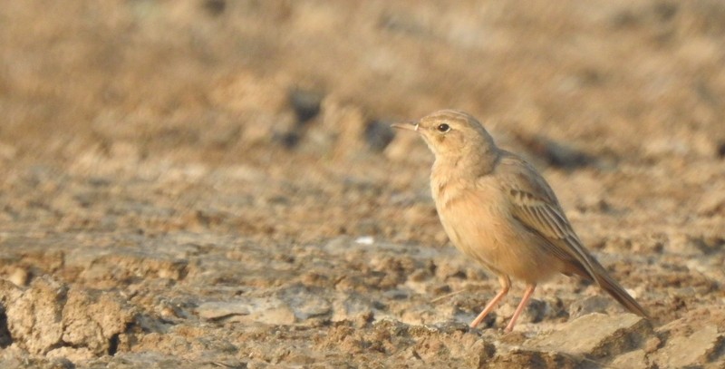 Длинноклювый конёк - ML645115207