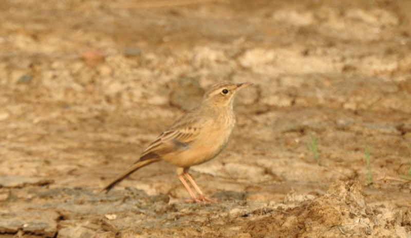 Длинноклювый конёк - ML645115208