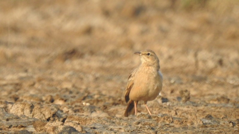 Длинноклювый конёк - ML645115209