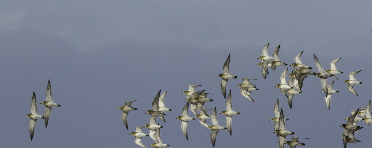 European Golden-Plover - ML645115210