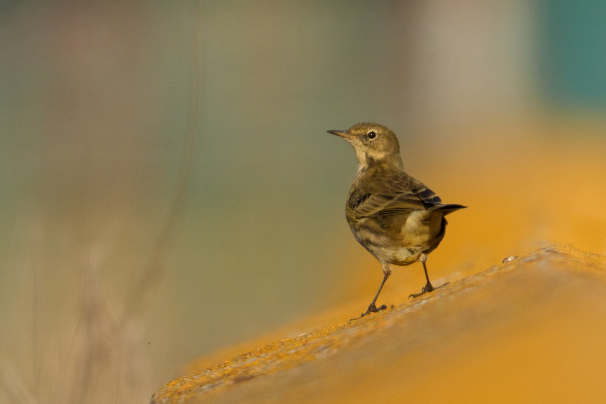 Rock Pipit - ML645115212