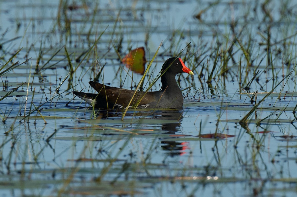 アメリカバン - ML645115218