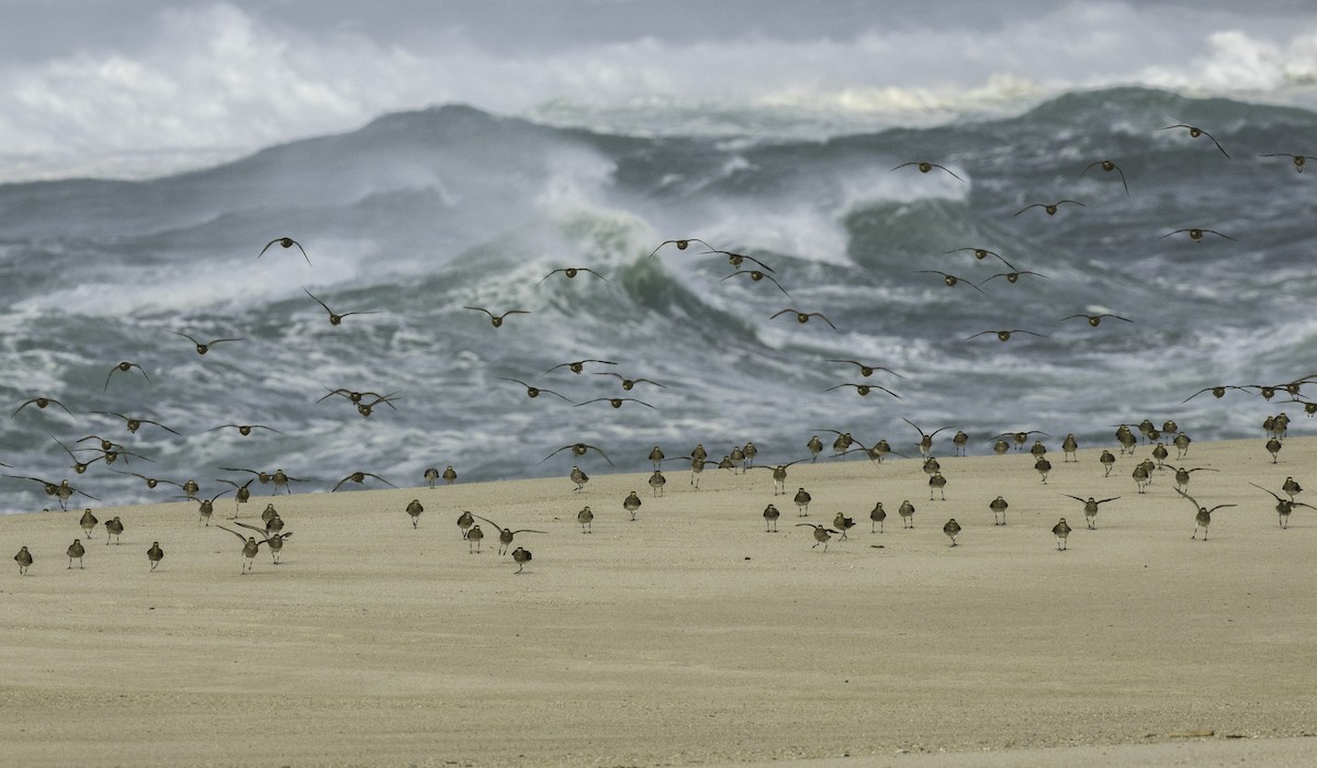 European Golden-Plover - ML645115227