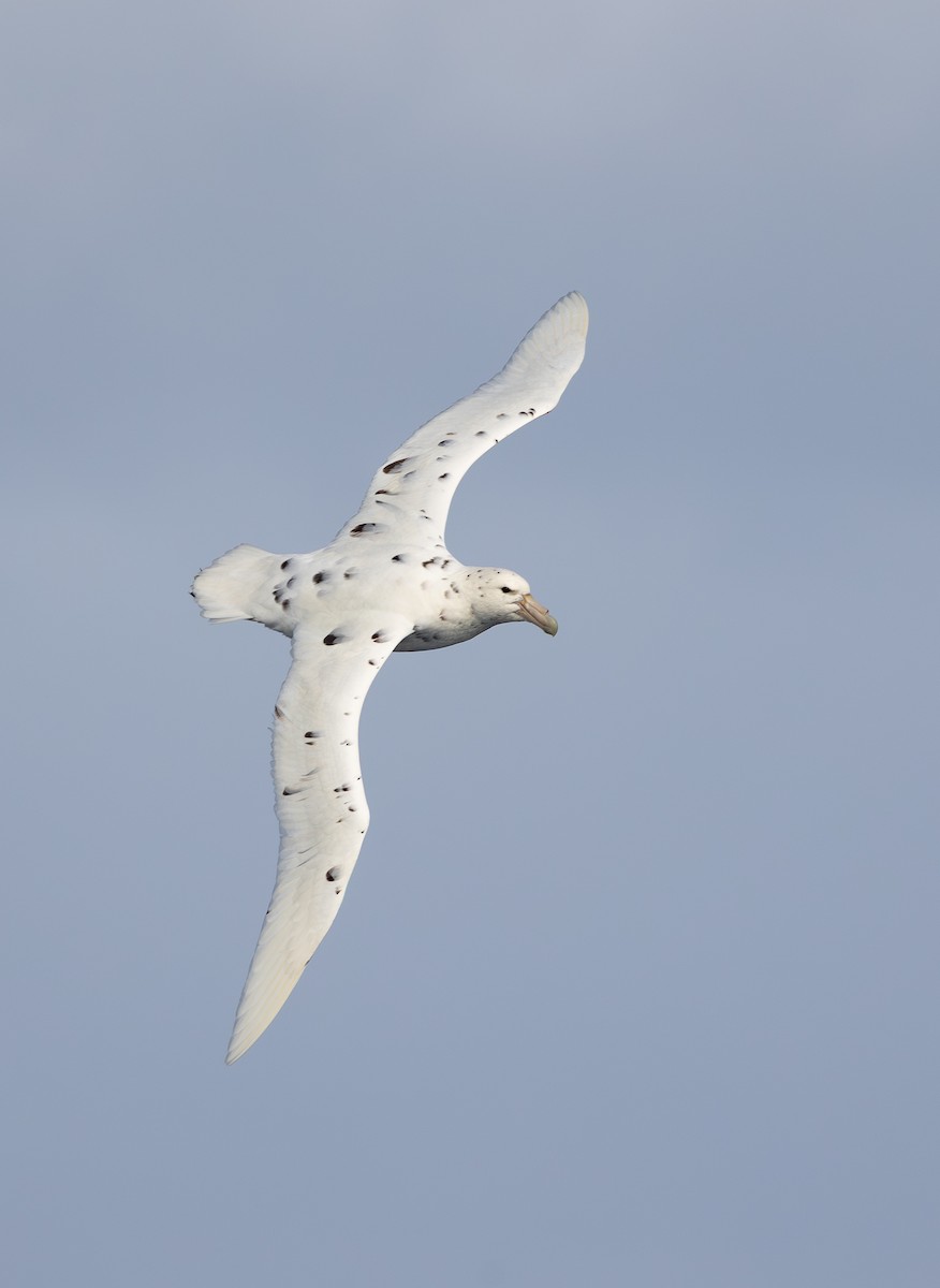 sørkjempepetrell - ML645115229