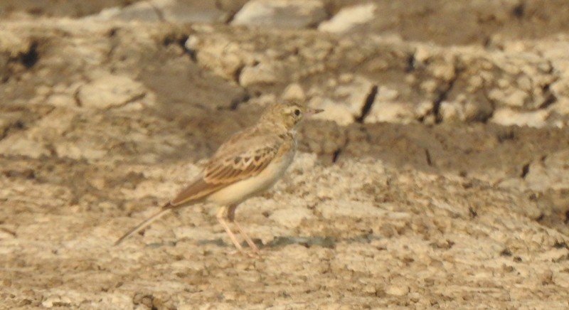 Полевой конёк - ML645115233