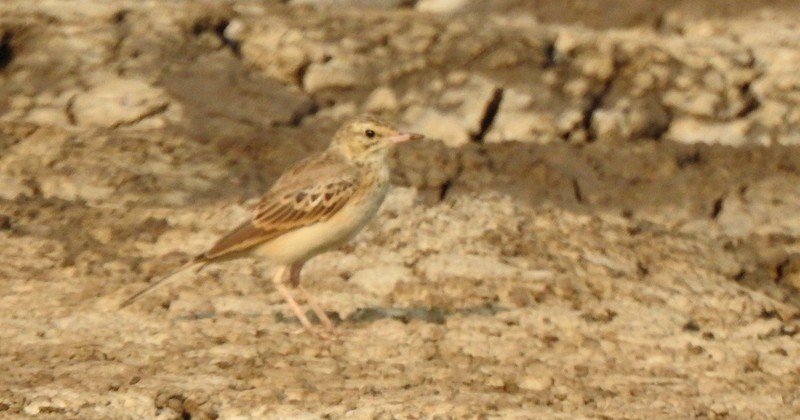 Полевой конёк - ML645115234