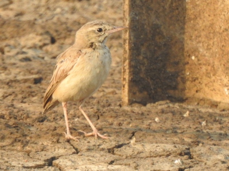 Полевой конёк - ML645115235