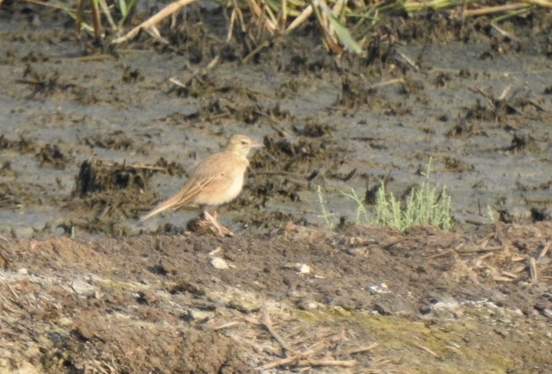 Полевой конёк - ML645115236