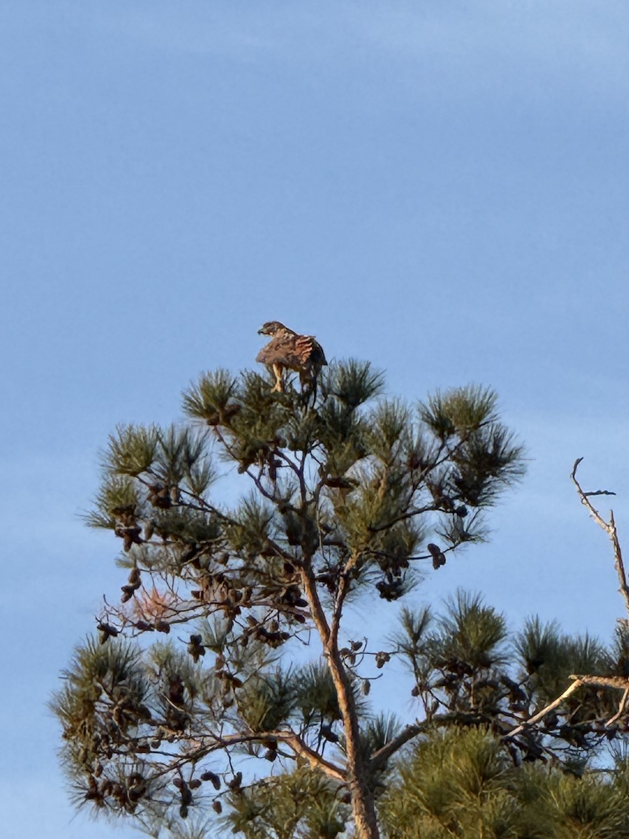 Red-tailed Hawk - ML645115237