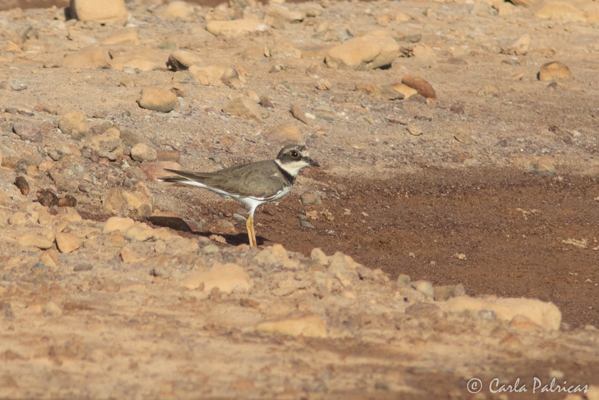 Little Ringed Plover - ML645115238