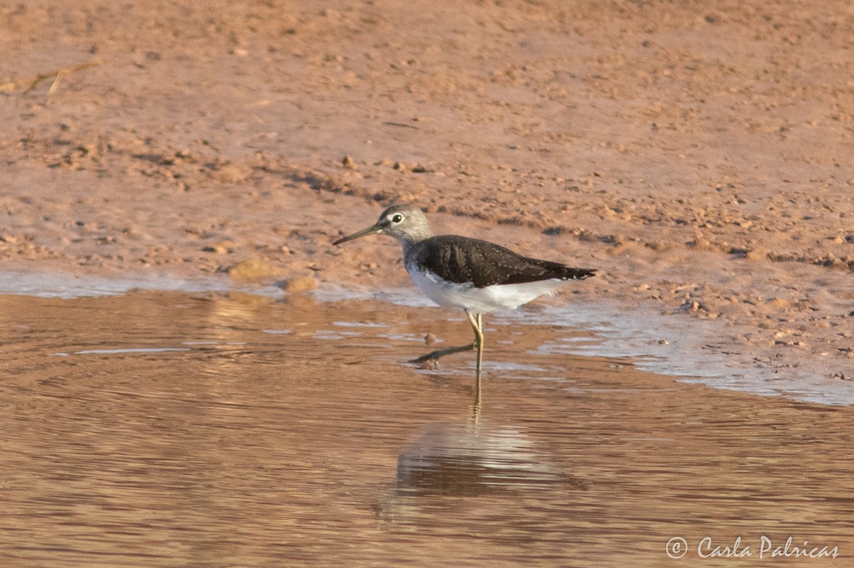 Green Sandpiper - ML645115242