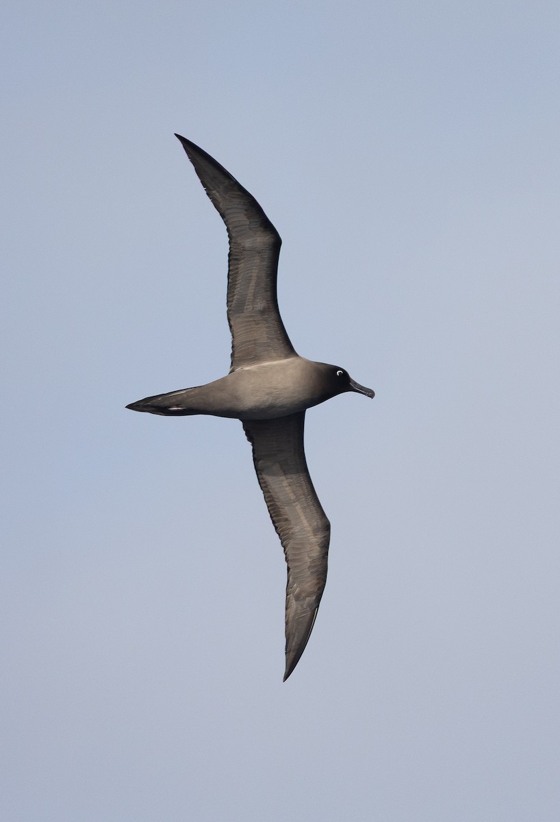 Albatros hauskara - ML645115243