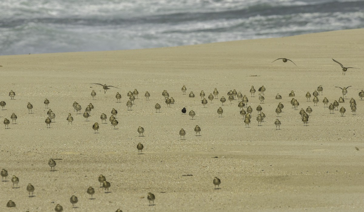European Golden-Plover - ML645115245