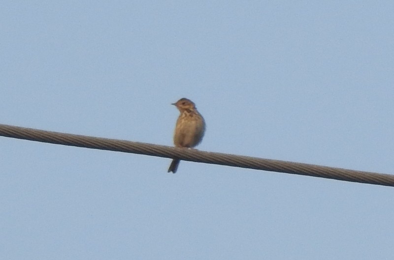 Лесной конёк - ML645115246