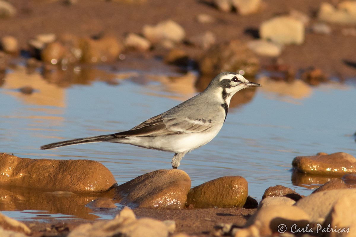 Lavandera Blanca (Norteafricana) - ML645115249