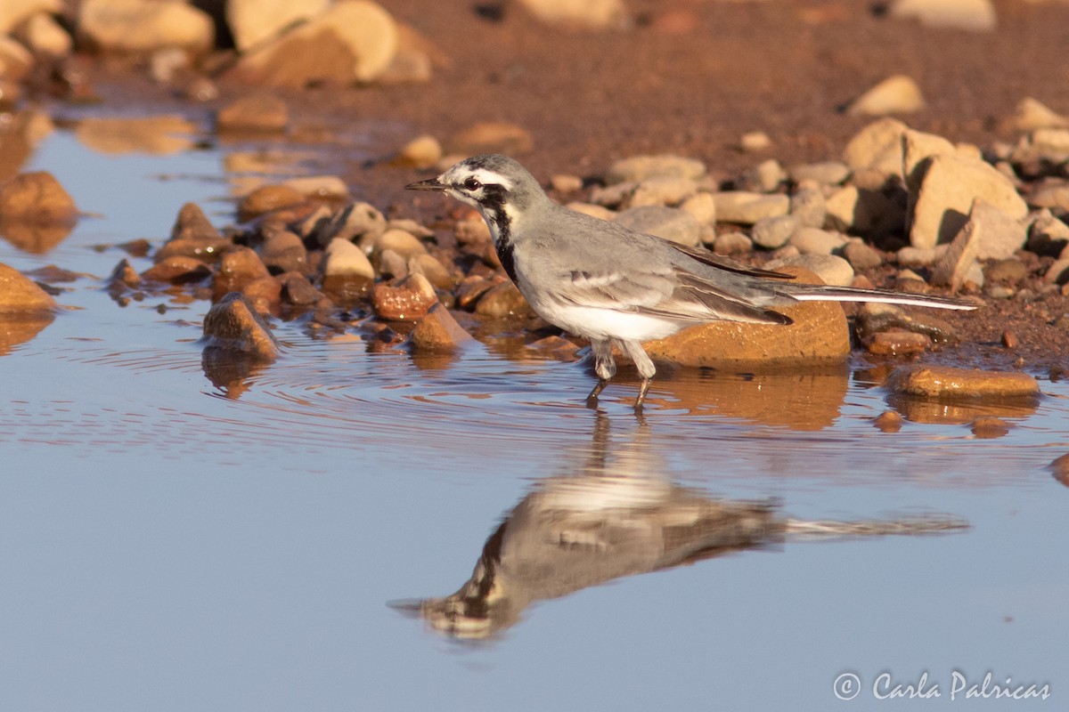 Lavandera Blanca (Norteafricana) - ML645115250
