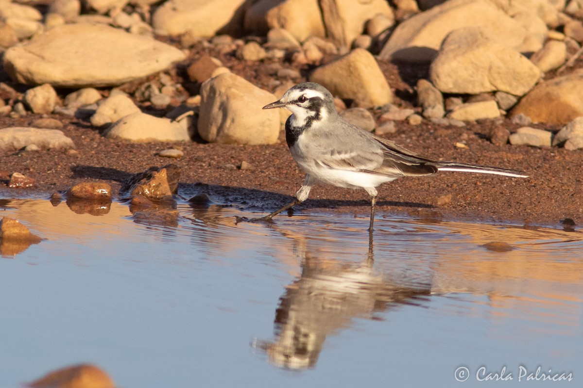 Lavandera Blanca (Norteafricana) - ML645115251