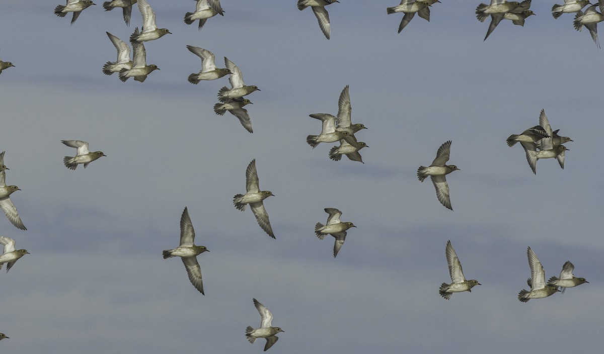European Golden-Plover - ML645115255