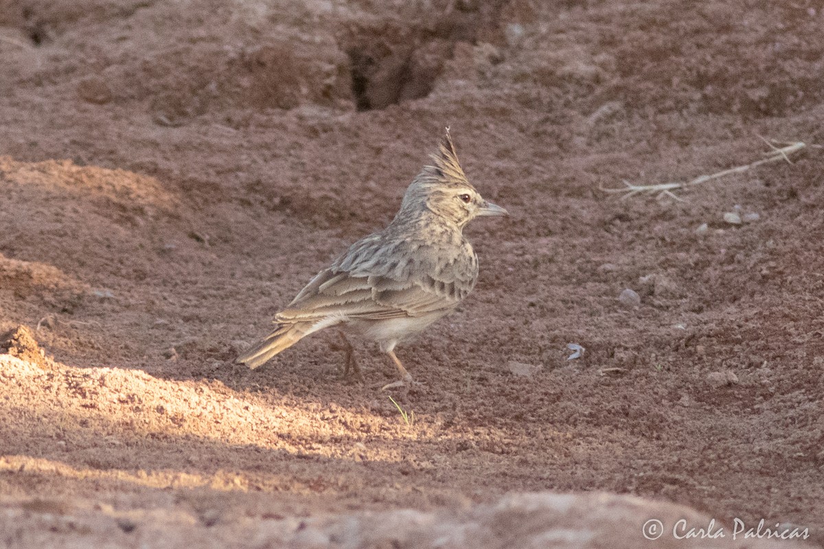 Thekla's Lark - ML645115257