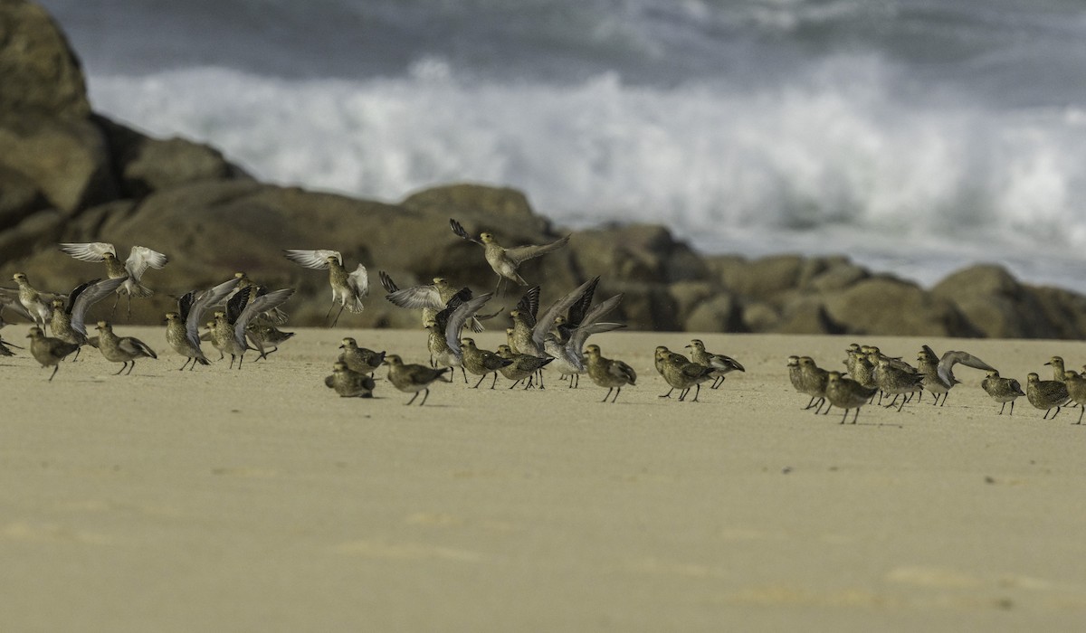 European Golden-Plover - ML645115268