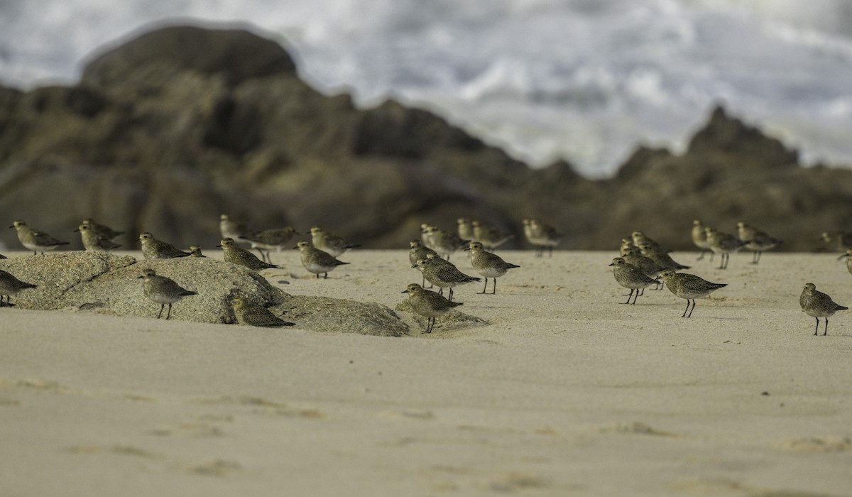 European Golden-Plover - ML645115271
