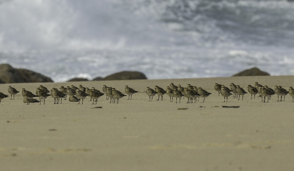 European Golden-Plover - ML645115272