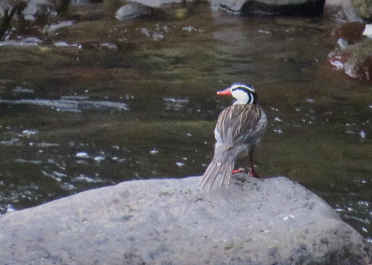 Torrent Duck - ML645115285