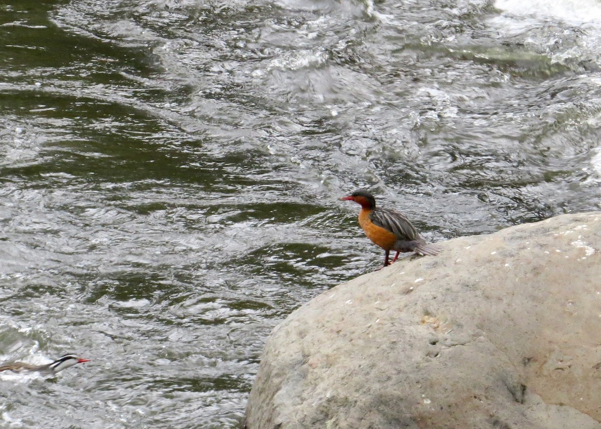 Torrent Duck - ML645115286