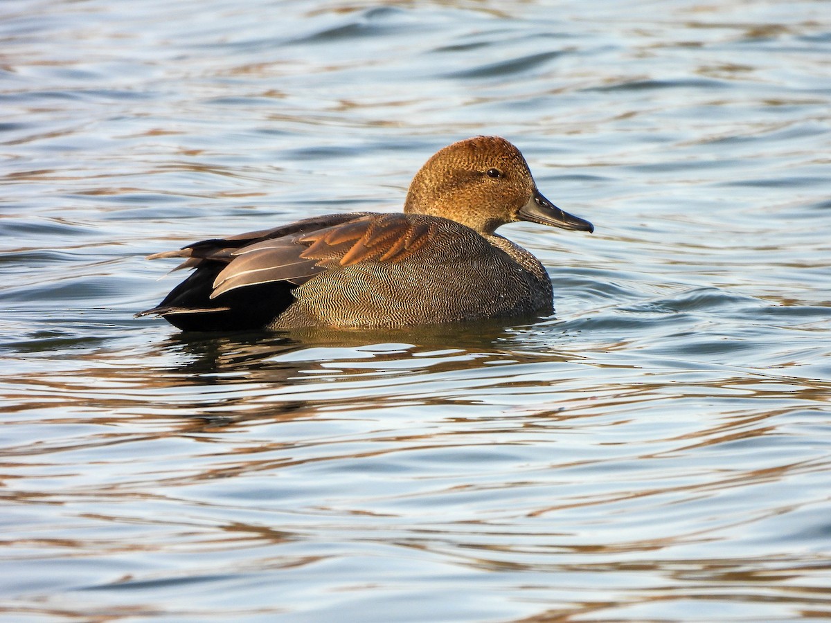 Ipar-ahatea - ML645115291