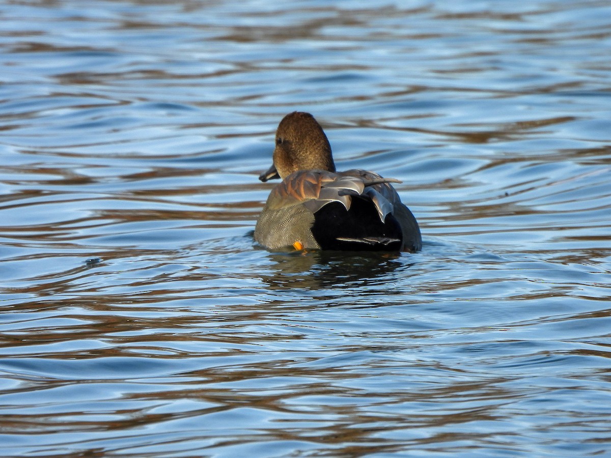 Ipar-ahatea - ML645115295