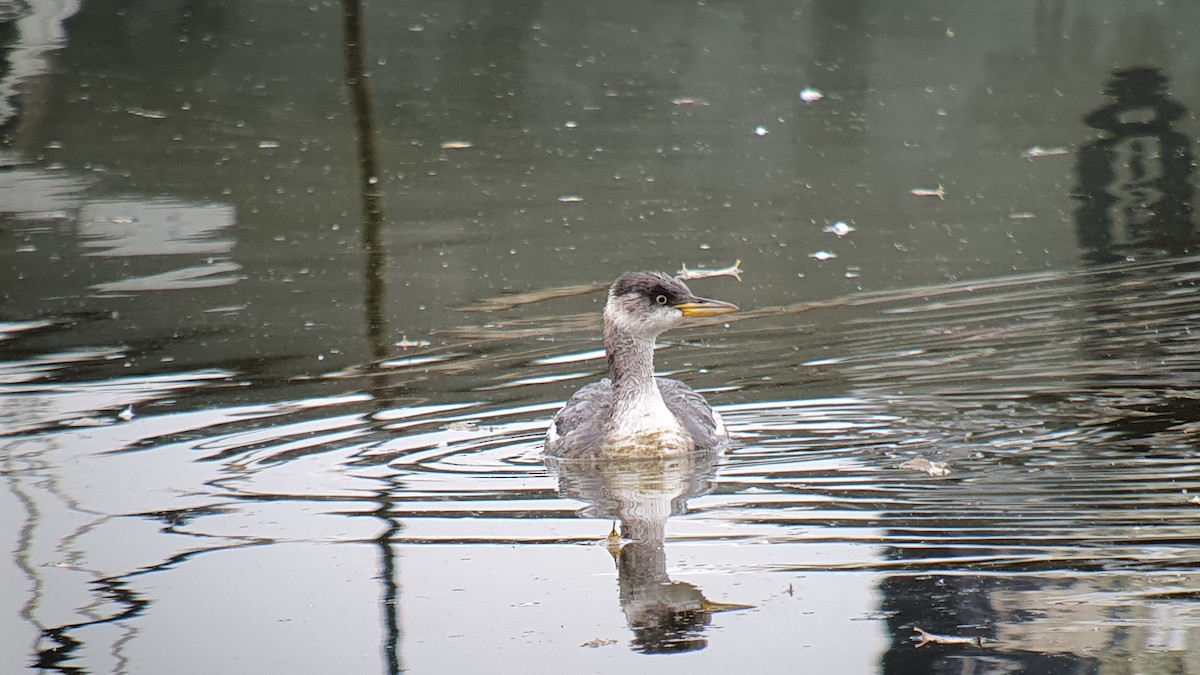 Red-necked Grebe - ML645115296
