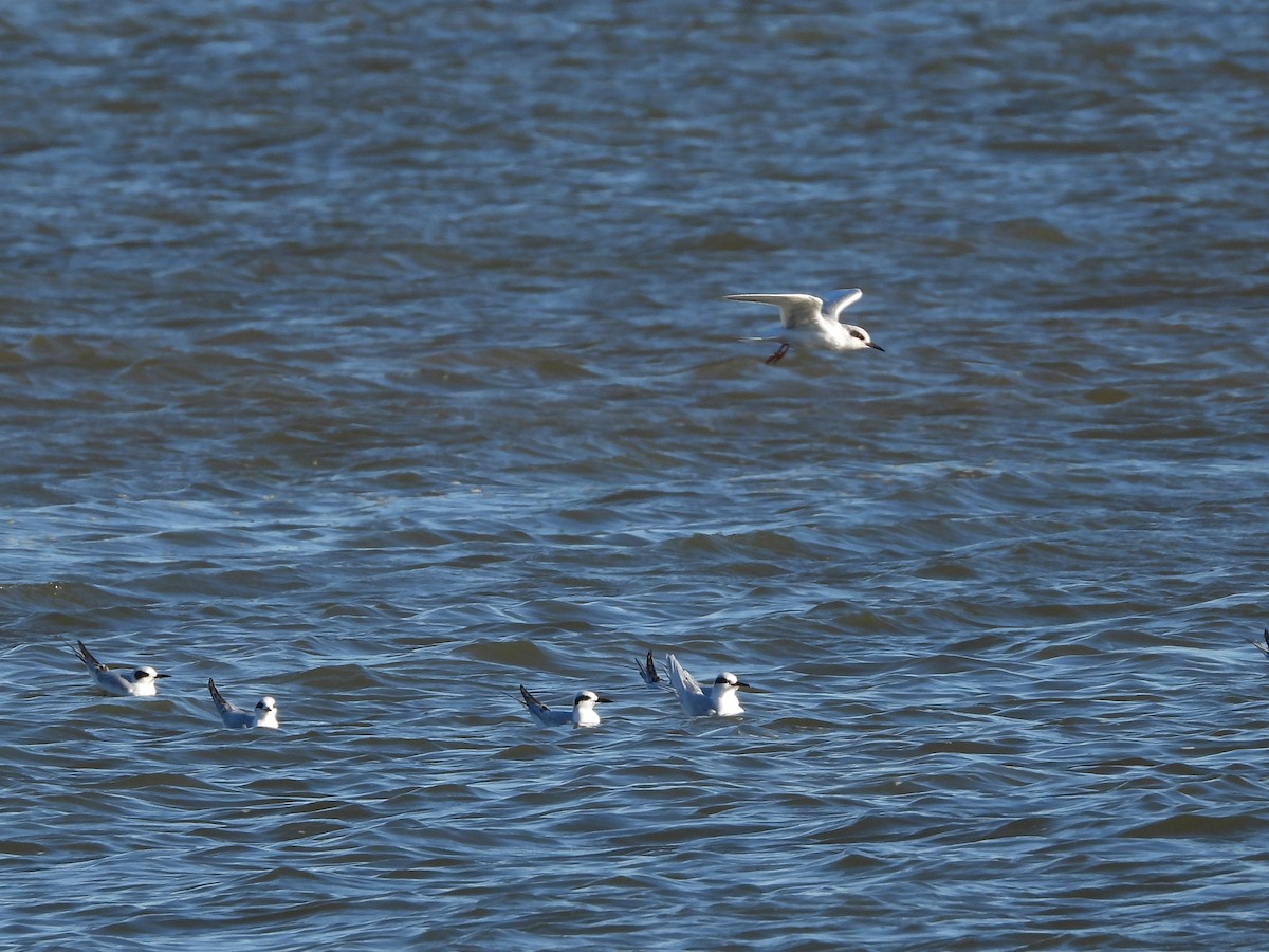 rybák severoamerický - ML645115300