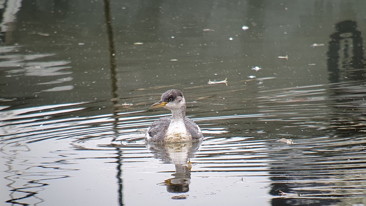 Red-necked Grebe - ML645115301