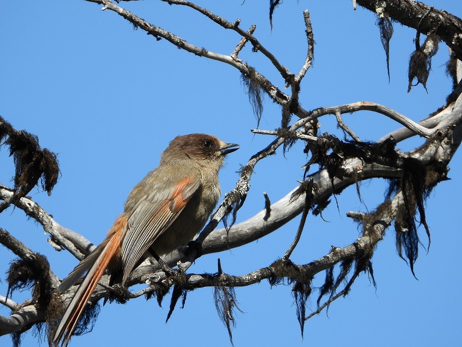 Siberian Jay - ML645115302