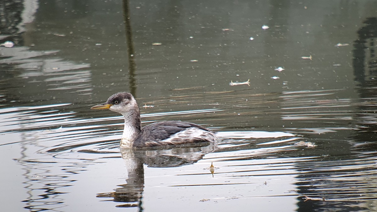 Red-necked Grebe - ML645115304