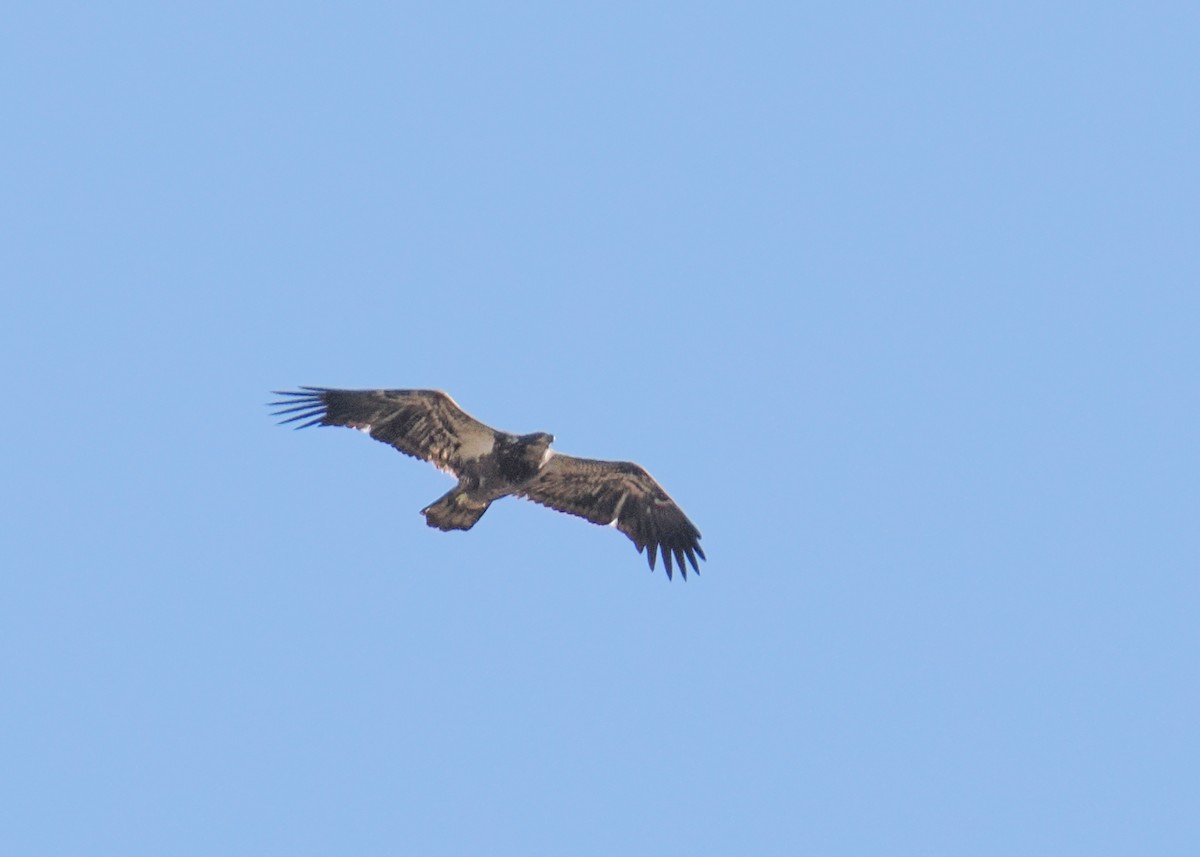 Bald Eagle - ML645115309