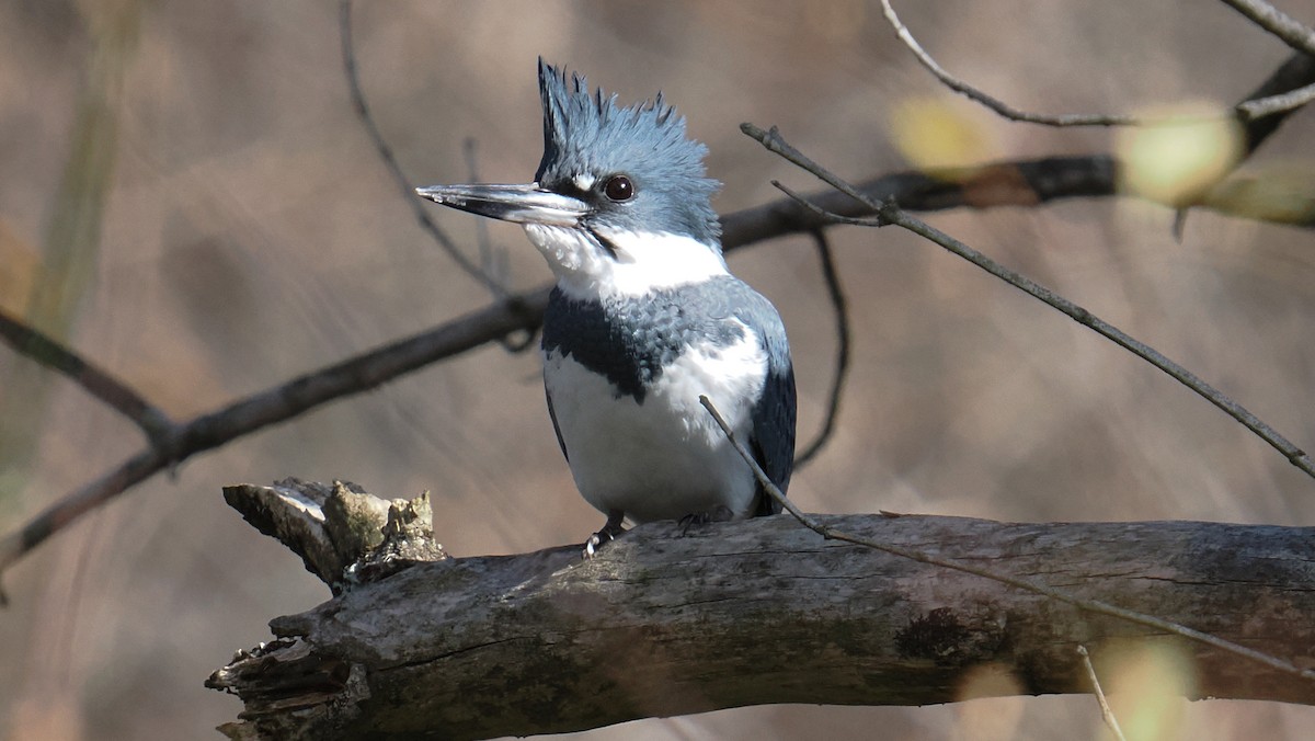 Belted Kingfisher - ML645115322